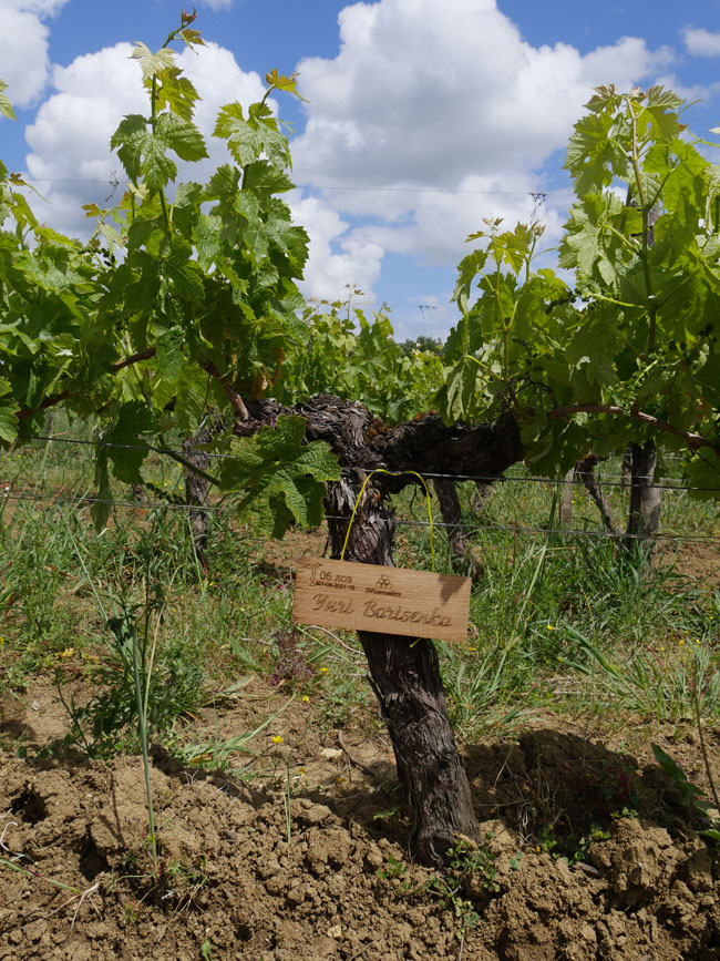 Виноградник на урожай